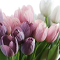 Flower Set 25 / White and Purple Tulips Bouquet - Букеты - 3D модель - фото 5