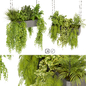 Collection plant vol 391  - pothos - hanging - ampelous - fern - Комнатные - 3D модель