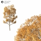 Tree - Деревья - 3D модель - фото 2