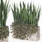 outdoor indoor plant008 sansevieria collection01 - Уличные - 3D модель