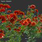 Tagetes - Marigold - Уличные - 3D модель - фото 3