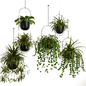 Indoor Plants Hanging Plants set62 - Комнатные - 3D модель - фото 2