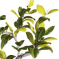 Ficus Elastica Rubber Tree Set 254 - Комнатные - 3D модель - фото 4