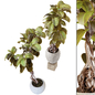 Ficus Elastica Rubber Tree Set 258 - Комнатные - 3D модель - фото 2