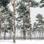 Winter pinus sylvestris 04 - Деревья - 3D модель - фото 2