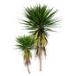 Collection plant vol 556 - Spineless - Yucca - palm - outdoor - Уличные - 3D модель - фото 4