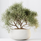 Indoor plants set 89 Arbequina Wilsonii Chemlali Olive Set - Комнатные - 3D модель - фото 3