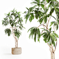 tree - Комнатные - 3D модель