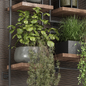 indoor hanging plants in metal shelf 1415 - Комнатные - 3D модель - фото 4