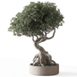 Indoor Plant 810 - Bonsai Boxwood - Комнатные - 3D модель - фото 2
