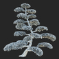 Можжевельник Ниваки | Juniperus niwaki 2 - Деревья - 3D модель - фото 4