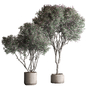 Outdoor Plants 670 - Topiary Cleucophyllum Frutescens - Уличные - 3D модель