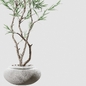 indoor Plant collection 1020 - Комнатные - 3D модель - фото 2