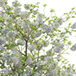 Viburnum opulus Roseum -  European Cranberrybush 03 - Кусты - 3D модель - фото 4