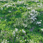 Meadow 28 - Трава - 3D модель