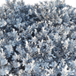 Eremophila glabra Kalbarri carpet bush - Уличные - 3D модель - фото 4