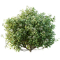 AV Ligustrum Ovalifolium Argenteum Aureum bushes - Кусты - 3D модель - фото 2