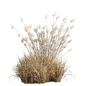 Mixed Pampas Dry Plant Bush 167 - Кусты - 3D модель - фото 3