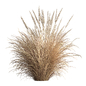 Mixed Pampas Dry Plant Bush 167 - Кусты - 3D модель - фото 4