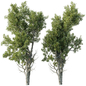 Broadleaf Tree Set 11 - Деревья - 3D модель