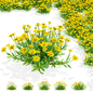 Кореопсис крупноцветковый цветы | Coreopsis grandiflora - Кусты - 3D модель