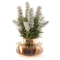 Bouquet Collection Plants in Glass Pots_Set 3708 - Букеты - 3D модель - фото 3