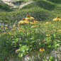 Meadow 29 - Трава - 3D модель - фото 3