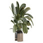 Indoor Ficus Plant Minimal Pot_Set 3747 - Комнатные - 3D модель - фото 3