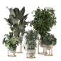 Indoor Plants Ferm Living Bau Pot Large_Set 3798 - Комнатные - 3D модель