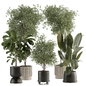 indoor plant 625 - Комнатные - 3D модель