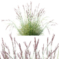 AV Plant Purple Moor Grass Molinia Caerulea - Трава - 3D модель - фото 4