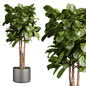 plant vol 742 - fiddle - indoor - leaf - fig - Комнатные - 3D модель