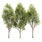 Populus Tree Vol 380 - Деревья - 3D модель