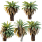 AV Plant Neottopteris Nidus 6 Palm Tree 02 - Деревья - 3D модель