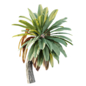 AV Plant Neottopteris Nidus 6 Palm Tree 02 - Деревья - 3D модель - фото 3