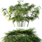 AV Plant Rhapis Excelsa Palm Bush 02 - Кусты - 3D модель - фото 4
