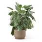 Indoor Plant in Handmade Stone Pot 4696 - Комнатные - 3D модель