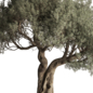 Olive Tree Set 479 - Деревья - 3D модель - фото 3