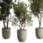 Tree Branch in a Stone Pot - set Indoor Plant 834 - Комнатные - 3D модель - фото 4