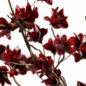 Burgundy Magnolia Arrangement63 - Букеты - 3D модель - фото 6