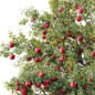 AV Plant Malus Pumila Apple Red Fruit Tree 04 - Деревья - 3D модель - фото 2