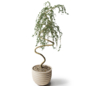 Tree in pot - Комнатные - 3D модель - фото 3