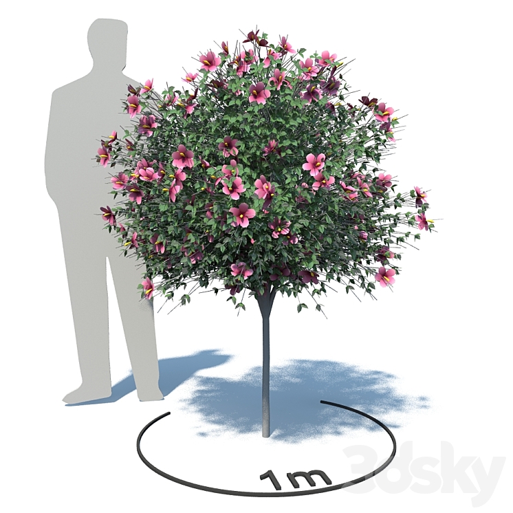 Hibiscus (Hibiscus) - Tree - 3D model