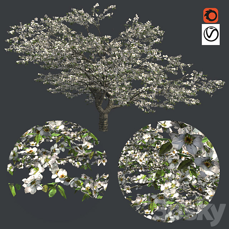 Cherry blossom tree - Tree - 3D model