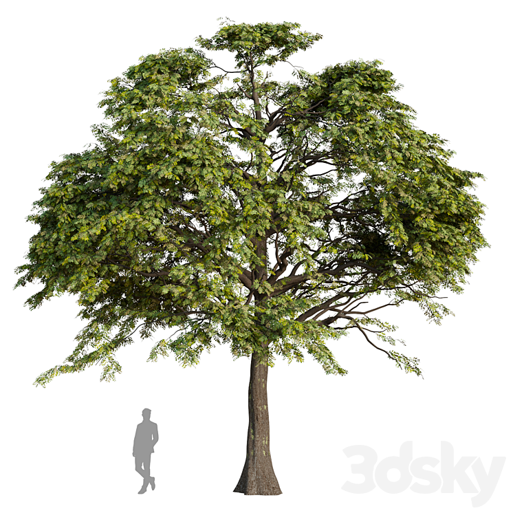 oak tree - Tree - 3D model