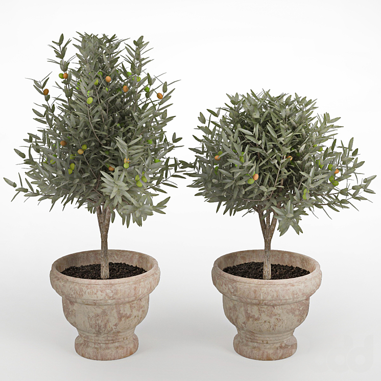 Olive ii. Olive ii