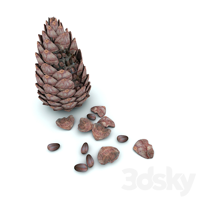 3d Models Miscellaneous Pine Nuts Cones