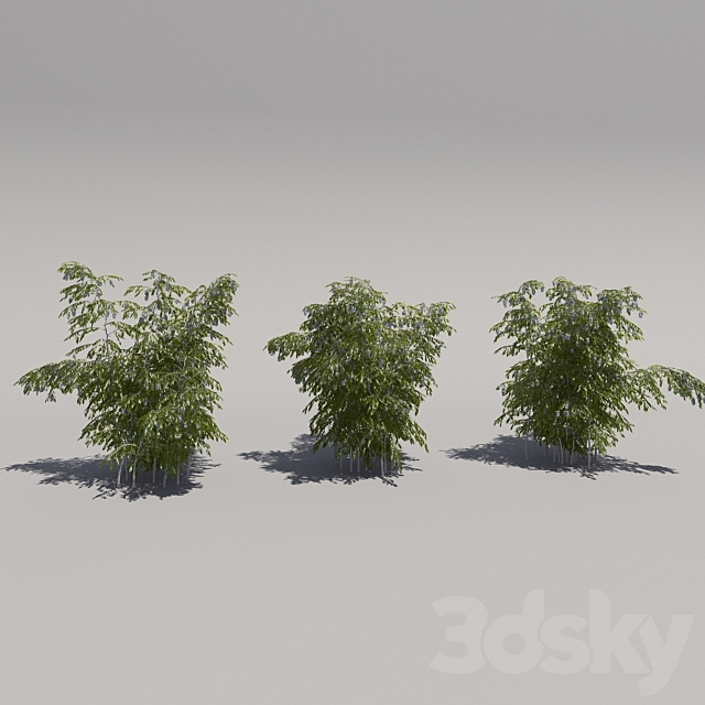 
                                                                                                            Bush blooming, three iterations
                                                    