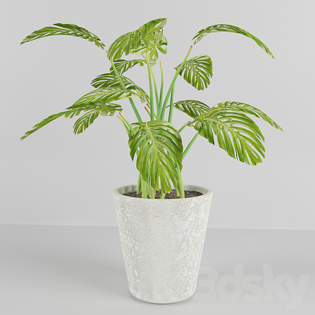 3d Models Indoor Monstera