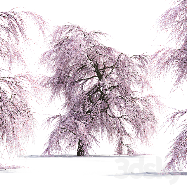 3d Models Tree Sakura Tree